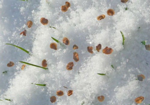 Как вырастить помидоры зимой в теплице выращивание томатов в теплице зимой