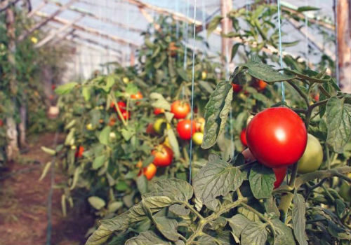 vyrashchivanie tomatov v teplice zimoj 3
