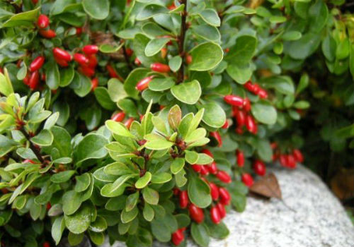 Посадка и уход за барбарисом в открытом грунте барбарис посадка и уход