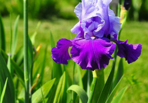 Чем болеют ирисы и как их лечить болезни ирисов и лечение