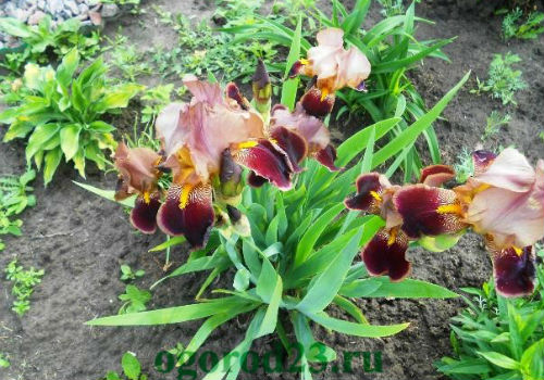 Как посадить ирисы и как правильно за ними ухаживать ирисы посадка и уход в открытом грунте