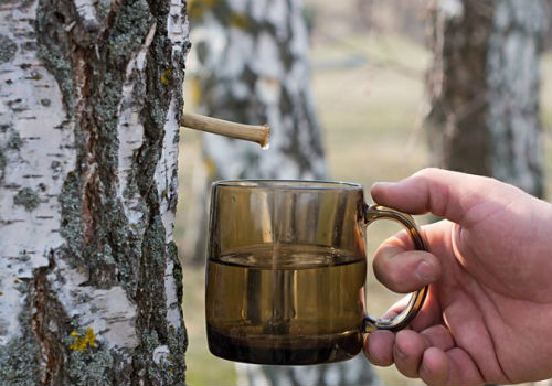 Когда и как правильно собирать березовый сок как правильно собирать березовый сок