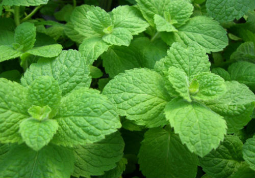 Выращивание мяты в домашних условиях на подоконнике как вырастить мяту на подоконнике