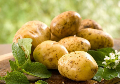 Существуют ли сорта картофеля, которые не ест колорадский жук какие сорта картофеля не ест колорадский жук