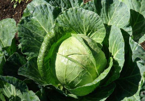 Капуста Надежда, описание сорта и особенности выращивания капуста надежда, надежда