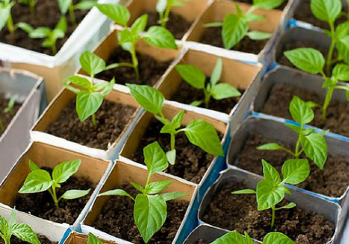 Посадка перца на рассаду в 2019 году по лунному календарю Когда сажать перец на рассаду