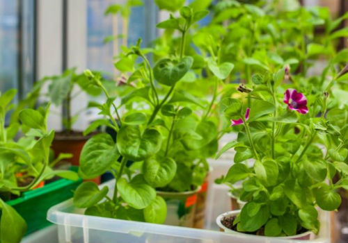 Когда сажать петунию на рассаду в 2019 году и как правильно посев петунии на рассаду в 2018 году