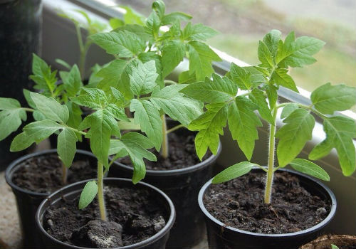 Посадка помидор на рассаду в 2019 году — январь, февраль, март или апрель посев томатов на рассаду в 2018 году