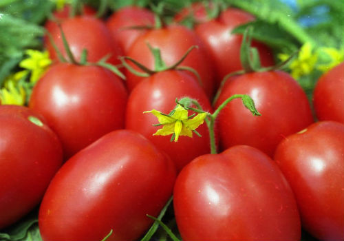 Сорт томатов де Барао и особенности его выращивания томат де барао