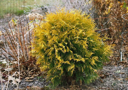 Что делать, если туя пожелтела после зимы? туя пожелтела после зимы что делать