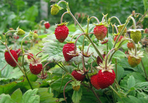 Выращивание и уход за ремонтантной земляникой земляника ремонтантная посадка и уход