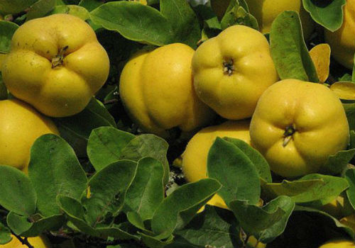 Посадка и уход за айвой на даче в Подмосковье айва в подмосковье посадка и уход