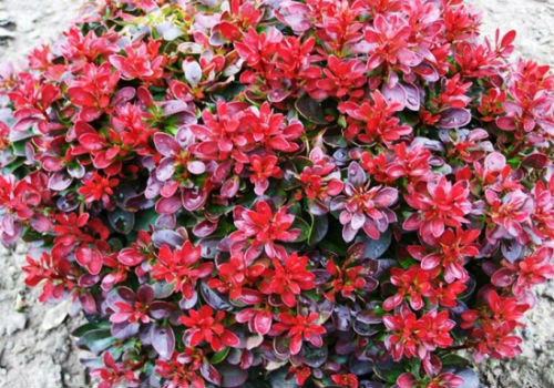 Барбарис Тунберга: разновидности, посадка и уход Барбарис Тунберга