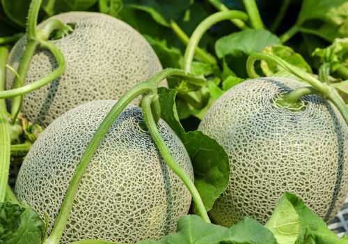 Дыня Канталупа, описание сорта и особенности выращивания дыня канталупа