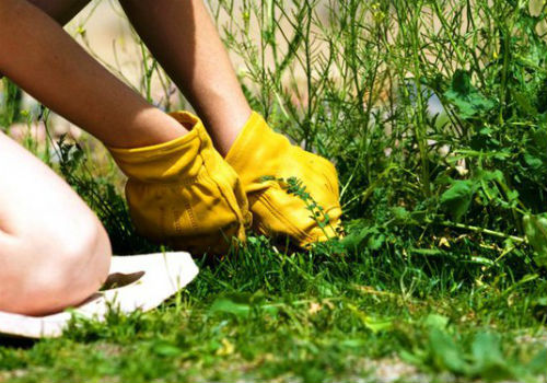 Как навсегда избавиться от сныти на участке как бороться со снытью