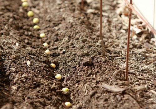 как посадить семена