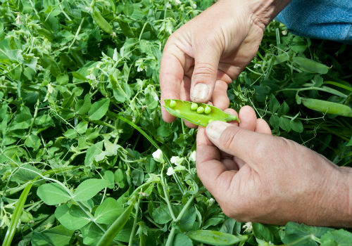 Когда сажать горох в открытый грунт и как правильно как сажать горох в открытый грунт семенами
