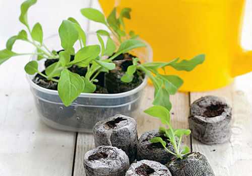 Посадка петунии в торфяные таблетки, когда и как правильно как сажать петунию в торфяные таблетки