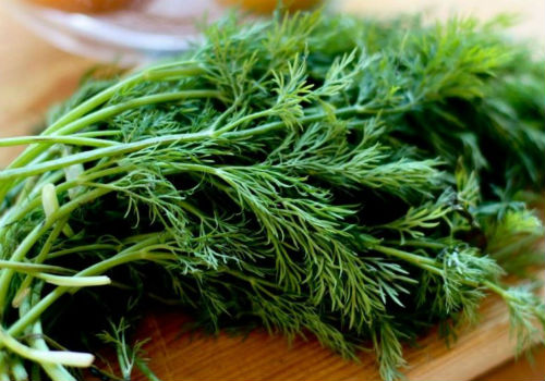 Посадка и уход за укропом в открытом грунте как сажать укроп в открытый грунт