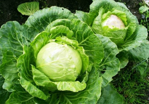 Особенности выращивания и основные характеристики капусты «Золотой Гектар» капуста золотой гектар