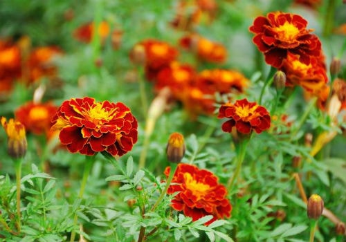 Когда следует сеять бархатцы на рассаду в 2019 году когда сажать бархатцы на рассаду