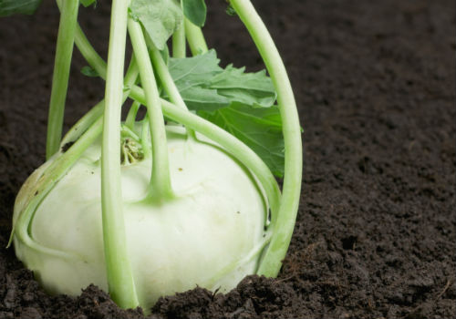 Как вырастить капусту кольраби в открытом грунте кольраби выращивание