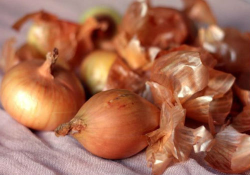 Применение луковой шелухи для сада и огорода луковая шелуха для огорода или сада