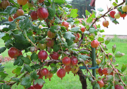 Как правильно обрезать крыжовник весной весенняя обрезка крыжовника