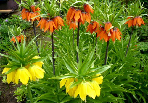 Рябчик императорский не цветет, что делать? почему не цветет рябчик императорский