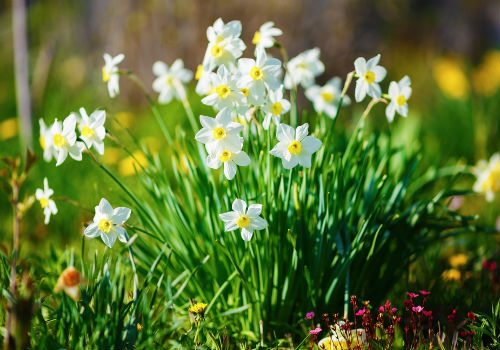 По какой причине не цветут нарциссы не цветут нарциссы, что делать
