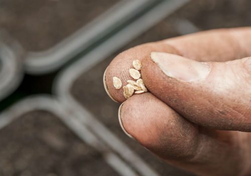 Как подготовить и обработать семена томатов к посеву на рассаду Подготовка семян помидор к посадке на рассаду