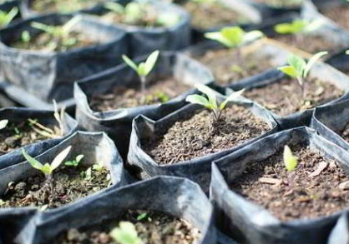 Когда можно сажать баклажаны на рассаду в 2019 году Посадка баклажанов на рассаду в 2018 году