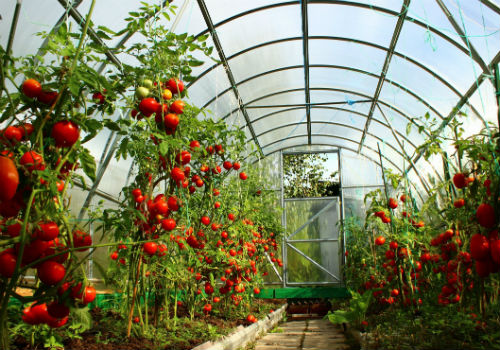 Когда высаживать помидоры в теплицу из поликарбоната и как правильно посадка томатов в теплице из поликарбоната