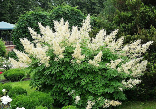 Посадка и уход за волжанкой волжанка посадка и уход