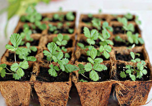 Как вырастить клубнику в домашних условиях из семян выращивание клубники из семян в домашних условиях