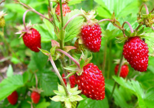 Какие сорта безусой ремонтантной земляники являются лучшими земляника ремонтантная безусая лучшие сорта