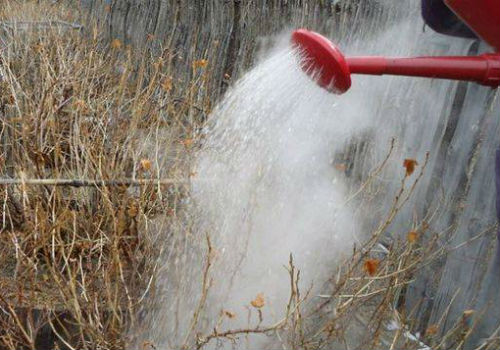 Для чего нужна обработка крыжовника кипятком когда поливать крыжовник кипятком