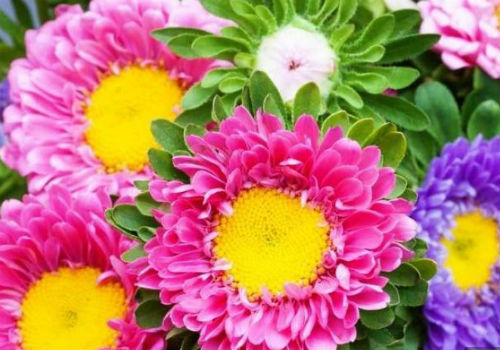 Когда сажать астры семенами на рассаду в разных регионах когда сажать астры на рассаду