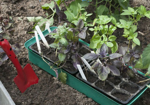 Когда сажать базилик на рассаду и как правильно когда сажать базилик на рассаду