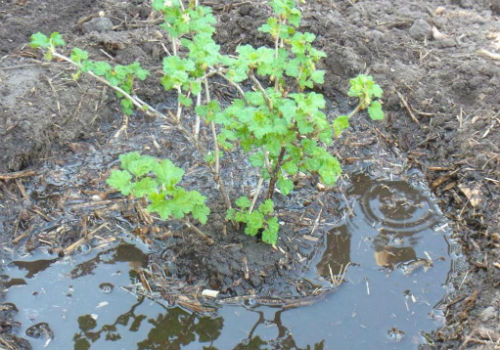 Как правильно посадить крыжовник саженцами как посадить крыжовник весной саженцами