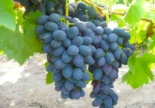 Раннеспелый сорт винограда Надежда АЗОС виноград Надежда Азос