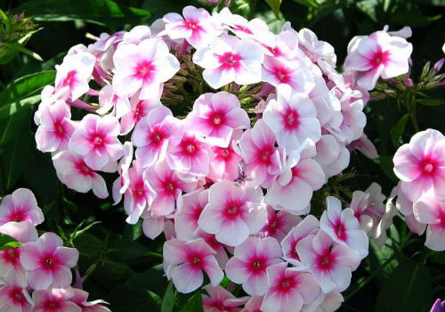 Посадка и уход за однолетними и многолетними флоксами флоксы посадка и уход