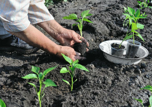 Можно ли сажать перец после перца, огурцов или томатов? можно ли сажать перец после перца