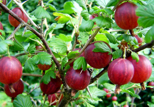 Чем обработать крыжовник от болезней и вредителей чем обработать крыжовник ранней весной