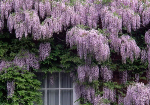Выращивание и уход за глицинией в Подмосковье глициния уход и выращивание в подмосковье