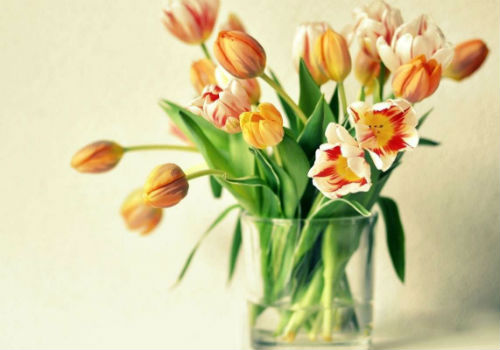 Как сохранить букет тюльпанов в вазе как можно дольше как сохранить тюльпаны в вазе подольше