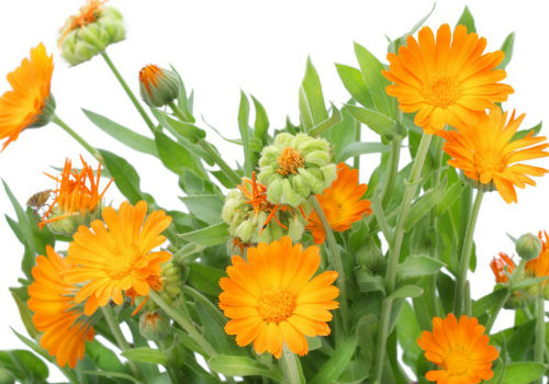 Посадка и уход за календулой в открытом грунте календула посадка и уход в открытом грунте