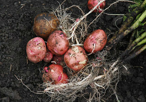 Опасна ли картофельная нематода и как с ней бороться картофельная нематода