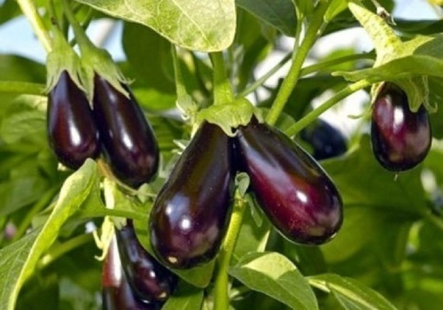 Высадка баклажанов, последующий уход, сбор урожая Баклажаны в открытом грунте