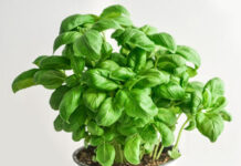 Вырастить базилик на окне очень просто